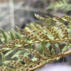 Polystichum proliferum at Rendezvous Creek, ACT - 7 Aug 2023 11:59 AM