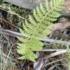 Polystichum proliferum at Rendezvous Creek, ACT - 7 Aug 2023