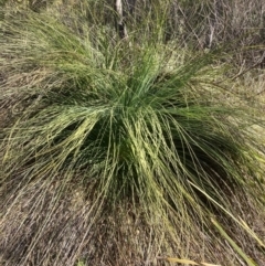 Xanthorrhoea glauca subsp. angustifolia (Grey Grass-tree) at Lower Cotter Catchment - 5 Aug 2023 by NickiTaws