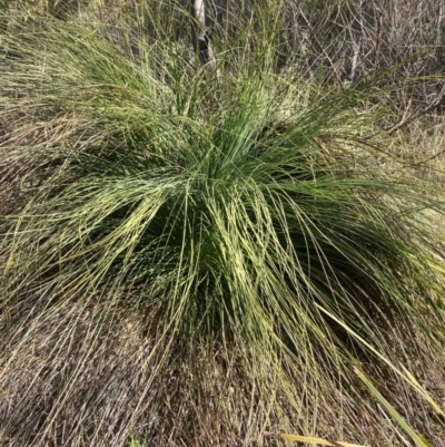 Xanthorrhoea glauca subsp. angustifolia (Grey Grass-tree) at Cotter River, ACT - 5 Aug 2023 by NickiTaws