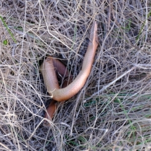 Lialis burtonis at Strathnairn, ACT - 7 Aug 2023 03:57 PM