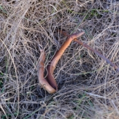 Lialis burtonis at Strathnairn, ACT - 7 Aug 2023 03:57 PM