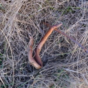 Lialis burtonis at Strathnairn, ACT - 7 Aug 2023 03:57 PM