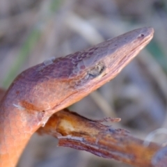 Lialis burtonis at Strathnairn, ACT - 7 Aug 2023 03:57 PM