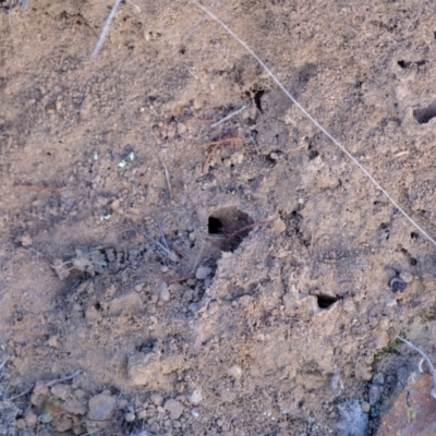 Formicidae (family) (Unidentified ant) at Ginninderry Conservation Corridor - 7 Aug 2023 by Kurt