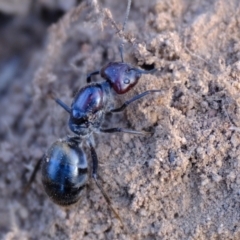 Formicidae (family) at Strathnairn, ACT - 7 Aug 2023