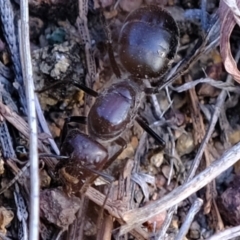 Camponotus sp. (genus) at Strathnairn, ACT - 7 Aug 2023 03:38 PM