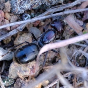 Formicidae (family) at Strathnairn, ACT - 7 Aug 2023