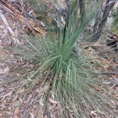 Xanthorrhoea glauca subsp. angustifolia (Grey Grass-tree) at Cotter River, ACT - 5 Aug 2023 by NickiTaws