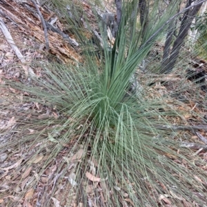 Xanthorrhoea glauca subsp. angustifolia at Cotter River, ACT - suppressed