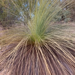 Xanthorrhoea glauca subsp. angustifolia at Cotter River, ACT - 5 Aug 2023