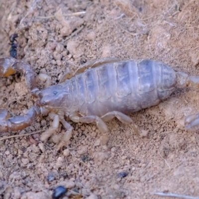 Urodacus manicatus (Black Rock Scorpion) at Ginninderry Conservation Corridor - 7 Aug 2023 by Kurt