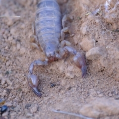 Urodacus manicatus at Strathnairn, ACT - 7 Aug 2023 03:23 PM