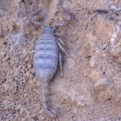 Urodacus manicatus at Strathnairn, ACT - 7 Aug 2023 03:23 PM