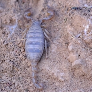 Urodacus manicatus at Strathnairn, ACT - 7 Aug 2023 03:23 PM