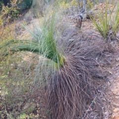 Xanthorrhoea glauca subsp. angustifolia (Grey Grass-tree) at Cotter River, ACT - 5 Aug 2023 by NickiTaws