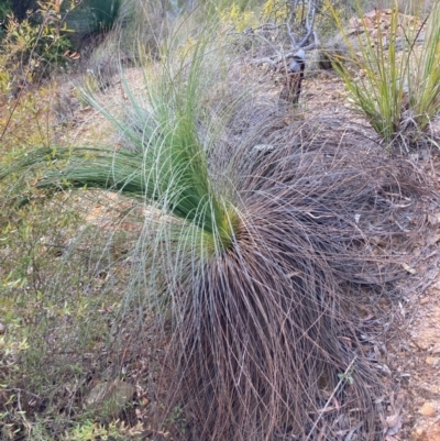 Xanthorrhoea glauca subsp. angustifolia (Grey Grass-tree) at Lower Cotter Catchment - 5 Aug 2023 by NickiTaws