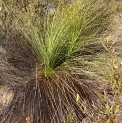 Xanthorrhoea glauca subsp. angustifolia (Grey Grass-tree) at Cotter River, ACT - 5 Aug 2023 by NickiTaws