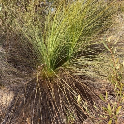 Xanthorrhoea glauca subsp. angustifolia (Grey Grass-tree) at Lower Cotter Catchment - 5 Aug 2023 by NickiTaws