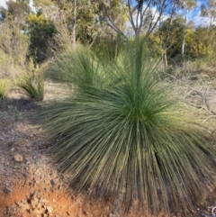 Xanthorrhoea glauca subsp. angustifolia (Grey Grass-tree) at Lower Cotter Catchment - 5 Aug 2023 by NickiTaws