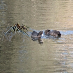 Fulica atra (Eurasian Coot) at Wonga Wetlands - 6 Aug 2023 by Darcy