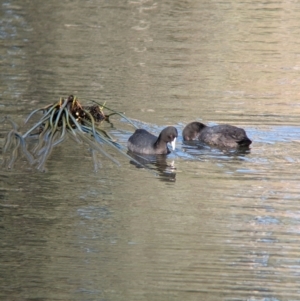 Fulica atra at Splitters Creek, NSW - 7 Aug 2023