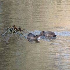 Fulica atra at Splitters Creek, NSW - 7 Aug 2023