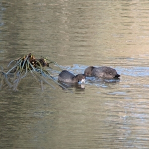 Fulica atra at Splitters Creek, NSW - 7 Aug 2023 09:23 AM