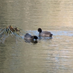 Fulica atra at Splitters Creek, NSW - 7 Aug 2023 09:23 AM