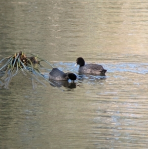 Fulica atra at Splitters Creek, NSW - 7 Aug 2023