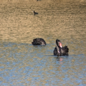 Cygnus atratus at Splitters Creek, NSW - 7 Aug 2023 09:26 AM