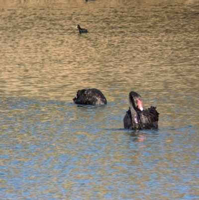 Cygnus atratus (Black Swan) at Wonga Wetlands - 6 Aug 2023 by Darcy