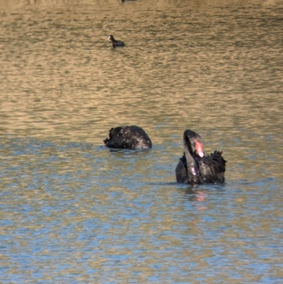 Cygnus atratus (Black Swan) at Albury - 6 Aug 2023 by Darcy