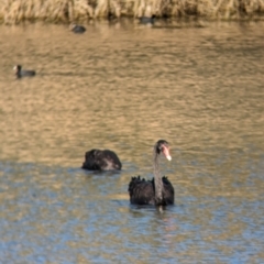 Cygnus atratus at Splitters Creek, NSW - 7 Aug 2023