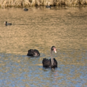 Cygnus atratus at Splitters Creek, NSW - 7 Aug 2023 09:26 AM