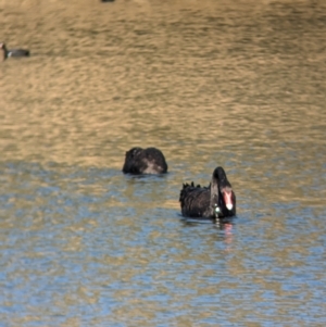 Cygnus atratus at Splitters Creek, NSW - 7 Aug 2023