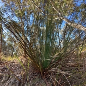 Xanthorrhoea glauca subsp. angustifolia at Cotter River, ACT - suppressed