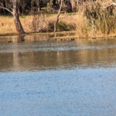 Spatula rhynchotis (Australasian Shoveler) at Albury - 6 Aug 2023 by Darcy