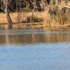 Spatula rhynchotis at Splitters Creek, NSW - 7 Aug 2023 09:26 AM