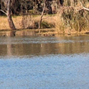 Spatula rhynchotis at Splitters Creek, NSW - 7 Aug 2023 09:26 AM