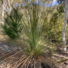 Xanthorrhoea glauca subsp. angustifolia (Grey Grass-tree) at Lower Cotter Catchment - 5 Aug 2023 by NickiTaws