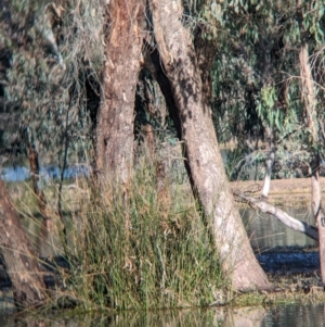 Todiramphus sanctus at Splitters Creek, NSW - 7 Aug 2023