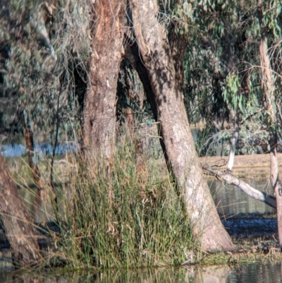 Todiramphus sanctus (Sacred Kingfisher) at Wonga Wetlands - 6 Aug 2023 by Darcy