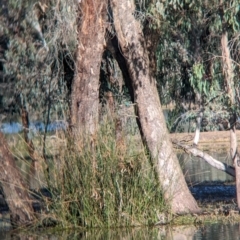 Todiramphus sanctus (Sacred Kingfisher) at Wonga Wetlands - 6 Aug 2023 by Darcy