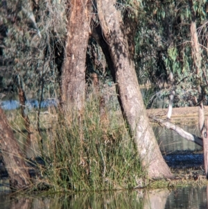 Todiramphus sanctus at Splitters Creek, NSW - 7 Aug 2023