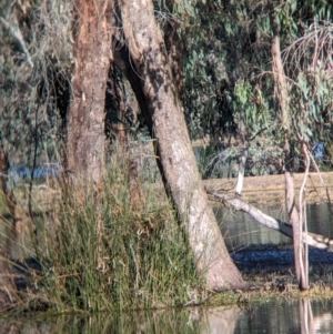 Todiramphus sanctus at Splitters Creek, NSW - 7 Aug 2023 09:39 AM