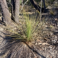 Xanthorrhoea glauca subsp. angustifolia (Grey Grass-tree) at Cotter River, ACT - 5 Aug 2023 by NickiTaws