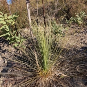 Xanthorrhoea glauca subsp. angustifolia at Cotter River, ACT - suppressed