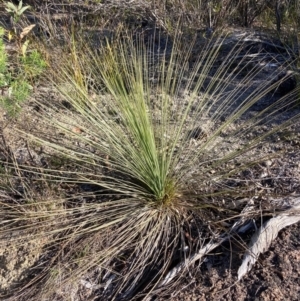 Xanthorrhoea glauca subsp. angustifolia at Cotter River, ACT - suppressed