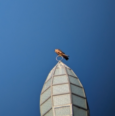 Falco longipennis (Australian Hobby) at Monument Hill and Roper Street Corridor - 7 Aug 2023 by Darcy